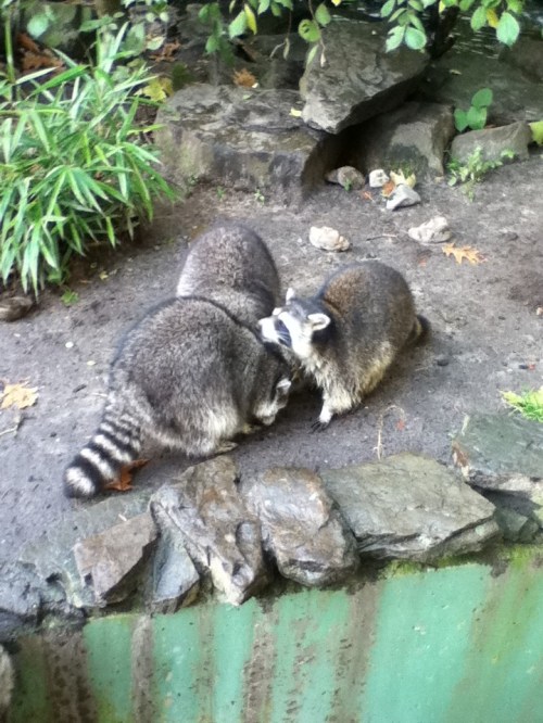 Racoons